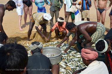 Fishing with net, Chowara Beach,_DSC_9934_H600